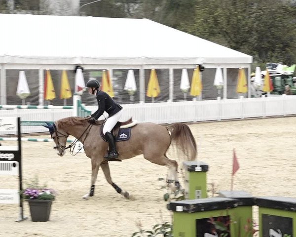 Reitturnier Amriswil 2023