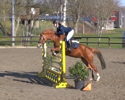jumper Harley Quinn 10 (German Riding Pony, 2017, from Steendieks Carpaccio)