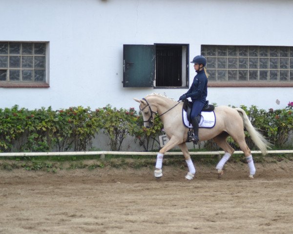 broodmare Carlotta 350 (German Riding Pony, 2015, from Steendieks Di Caprio)