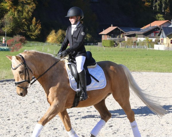jumper Nashville Dancer (German Riding Pony, 2007, from Immenmoor Nova-Space)