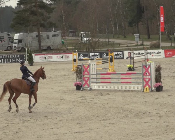 Reitturnier Westergellersen 2023