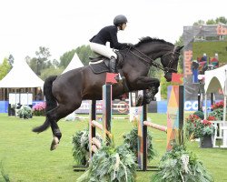 jumper Dark Side of the Moon 2 (Hanoverian, 2011, from Diarado)