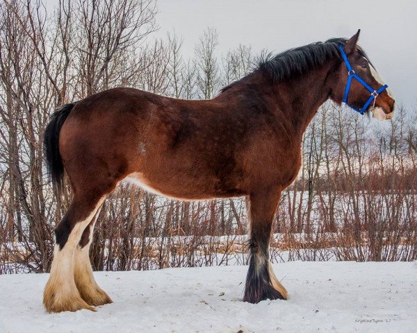 broodmare Willow Way Jingle (Clydesdale, 2009, from Willow Way Denzel)