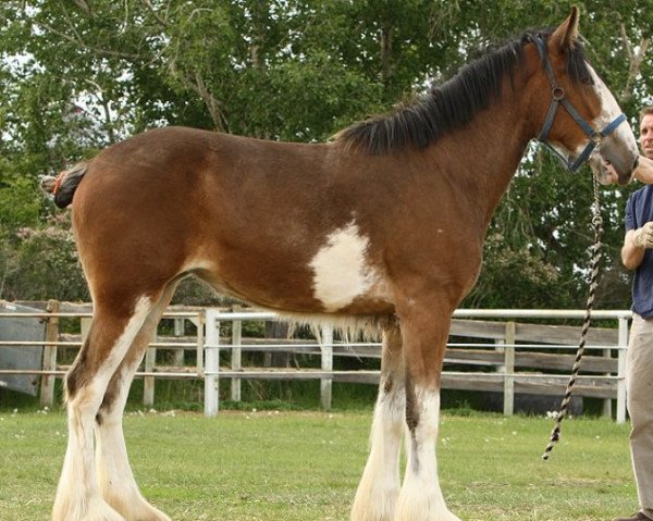 Pferd Willow Way June (Clydesdale, 2009, von Willow Way Denzel)