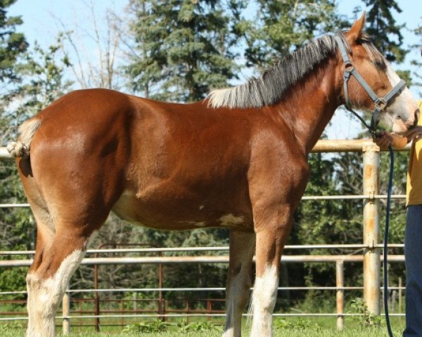 Pferd Willow Way Kylie (Clydesdale, 2010, von Zorra Highland Captain)