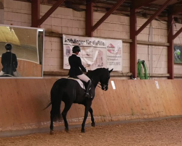 Reitturnier Elisenau 2023