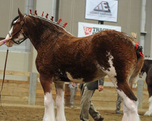 Zuchtstute Willow Way Mavis (Clydesdale, 2012, von Willow Way Bacardi) Zuchtstute Willow Way Mavis (Clydesdale, 2012, von Willow Way Bacardi)