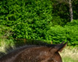 Pferd Grand Gracia K (Westfale, 2021, von Galaxy)