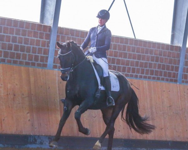 Dressurpferd Kenan Duke (KWPN (Niederländisches Warmblut), 2015, von Galaxie)