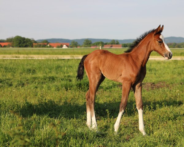 horse Gol D. Star (Westphalian, 2021, from Great Star 4)