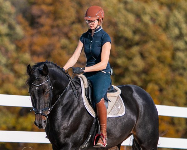 jumper Badinus (KWPN (Royal Dutch Sporthorse), 2006, from Padinus)