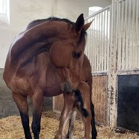 Yegua de cría Ponyfee 2 (Caballo de Deporte Alemán, 2006, de Profit)