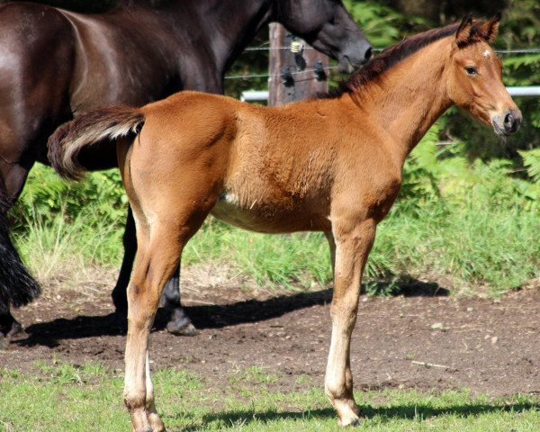 horse Core Cadore MW (German Sport Horse, 2021, from Casiro I)