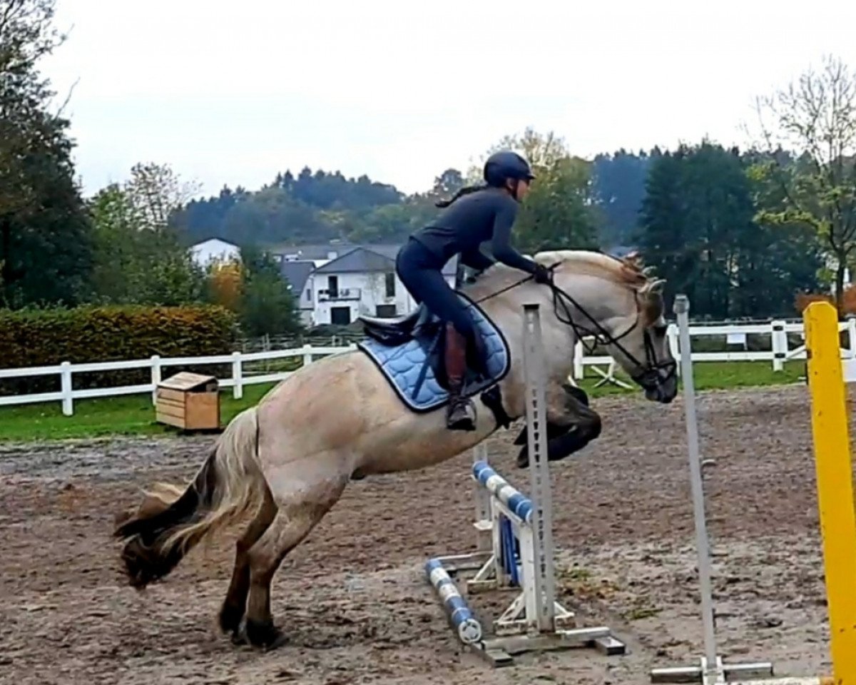 dressage horse Highway to Hell (Fjord Horse, 2013, from Hangvar Kry)