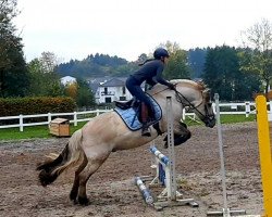 dressage horse Highway to Hell (Fjord Horse, 2013, from Hangvar Kry)