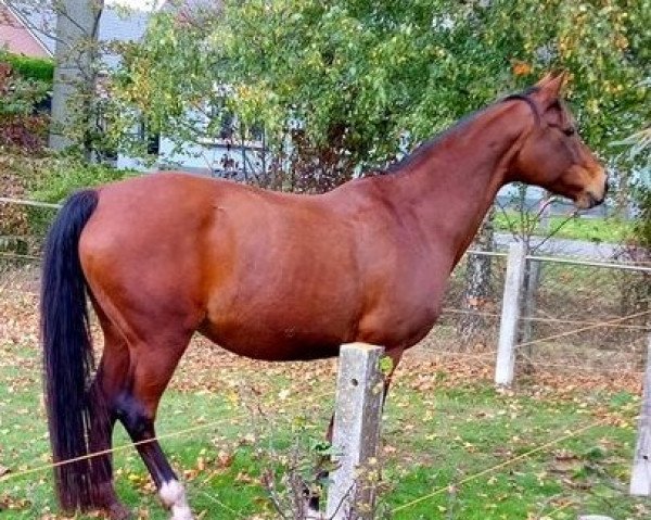 Broodmare Utopia van het Sparrenhof (Belgian Warmblood, 1997, from Argentinus)
