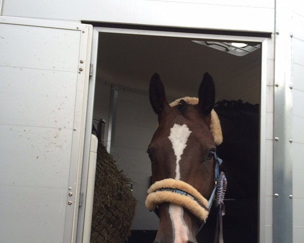horse Dick Francis 2 (Hanoverian, 2004, from Dacaprio)