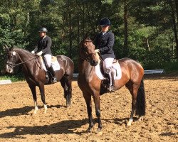 dressage horse Sassicara (Hanoverian, 2012, from Spörcken)