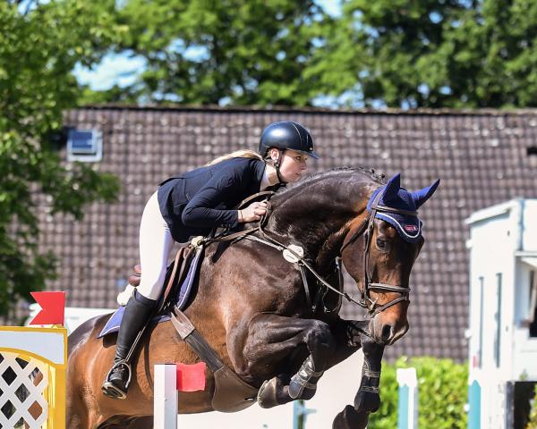 Skokan Chacvalley (Oldenburský skokový kůň, 2010, od Chacco-Blue)