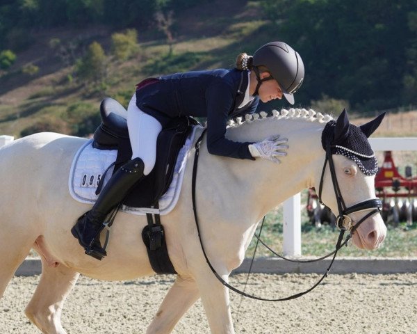 Deckhengst Heyman's Highlight (Deutsches Reitpony, 2017, von Hesselteichs Grimaldi)