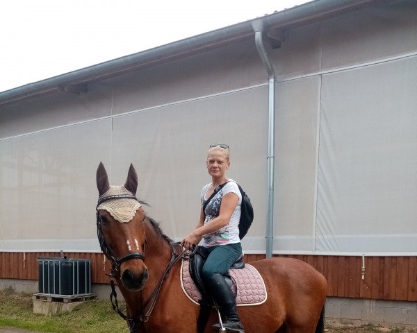 horse Faveur 10 (Saxony-Anhaltiner, 1996, from Feldjunge)