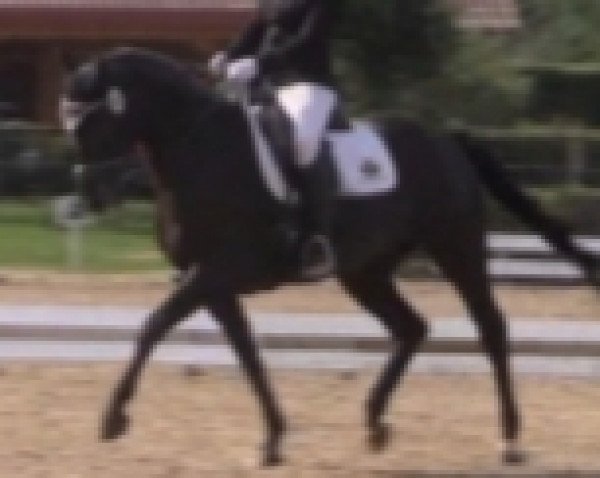 dressage horse Amicelli Nera (Westphalian, 2014, from All At Once) dressage horse Amicelli Nera (Westphalian, 2014, from All At Once)
