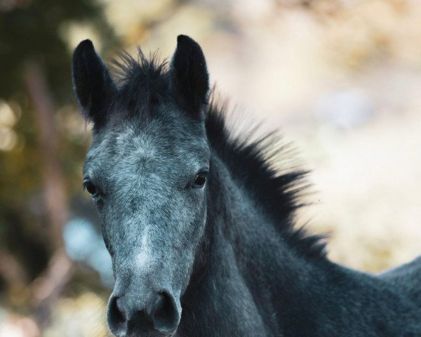 Pferd Bärbel Brause (Deutsches Reitpony, 2021, von Bol.Titano M.)