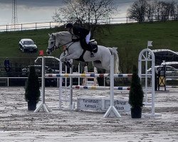 jumper Clinton's Lady (Oldenburg show jumper, 2014, from Clinton)