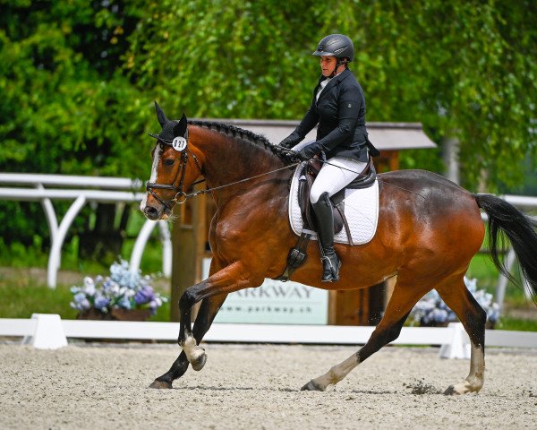 Dressurpferd Heaven V (Holsteiner, 2015, von Casiro I)