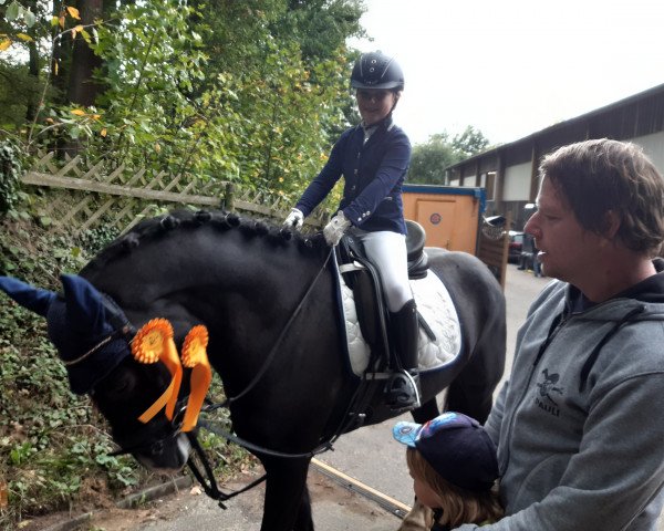 Dressurpferd Sweetie Santos (unbekannt, 2013, von Unbekannt Pony)