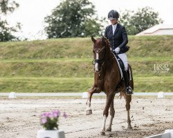 dressage horse Pk Sweet April (Hanoverian, 2018, from Secret)