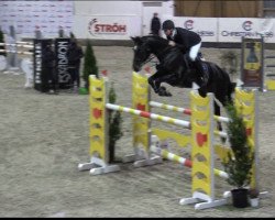 jumper Cody R (Holsteiner, 2014, from Casall Ask)
