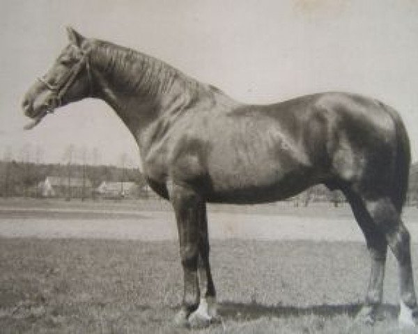 Deckhengst Star of Hannover III (Tschechisches Warmblut, 1926, von Star of Hannover)