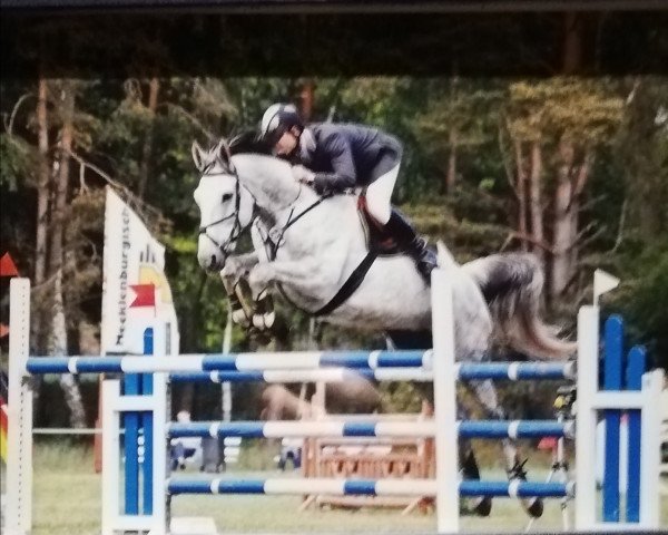 jumper Kira 384 (German Sport Horse, 2002, from Kolibri 2705)