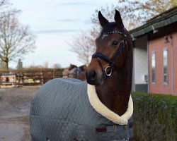 jumper Icare 6 (KWPN (Royal Dutch Sporthorse), 2013, from Zavall VDL)
