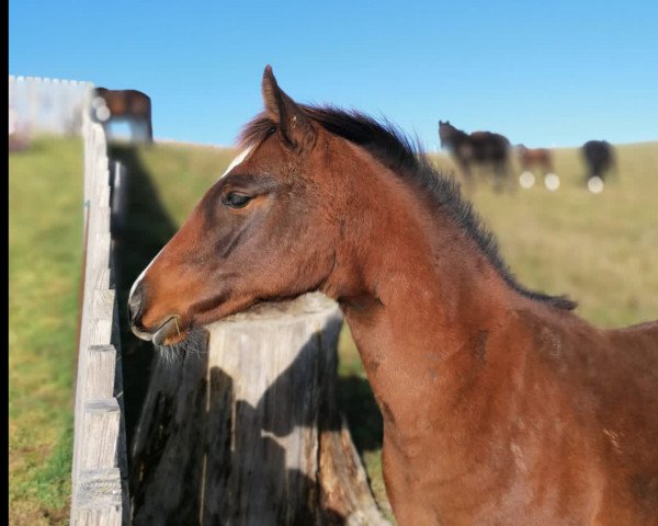 horse Charlotte de Bibéc (Zangersheide riding horse, 2020, from Conello)