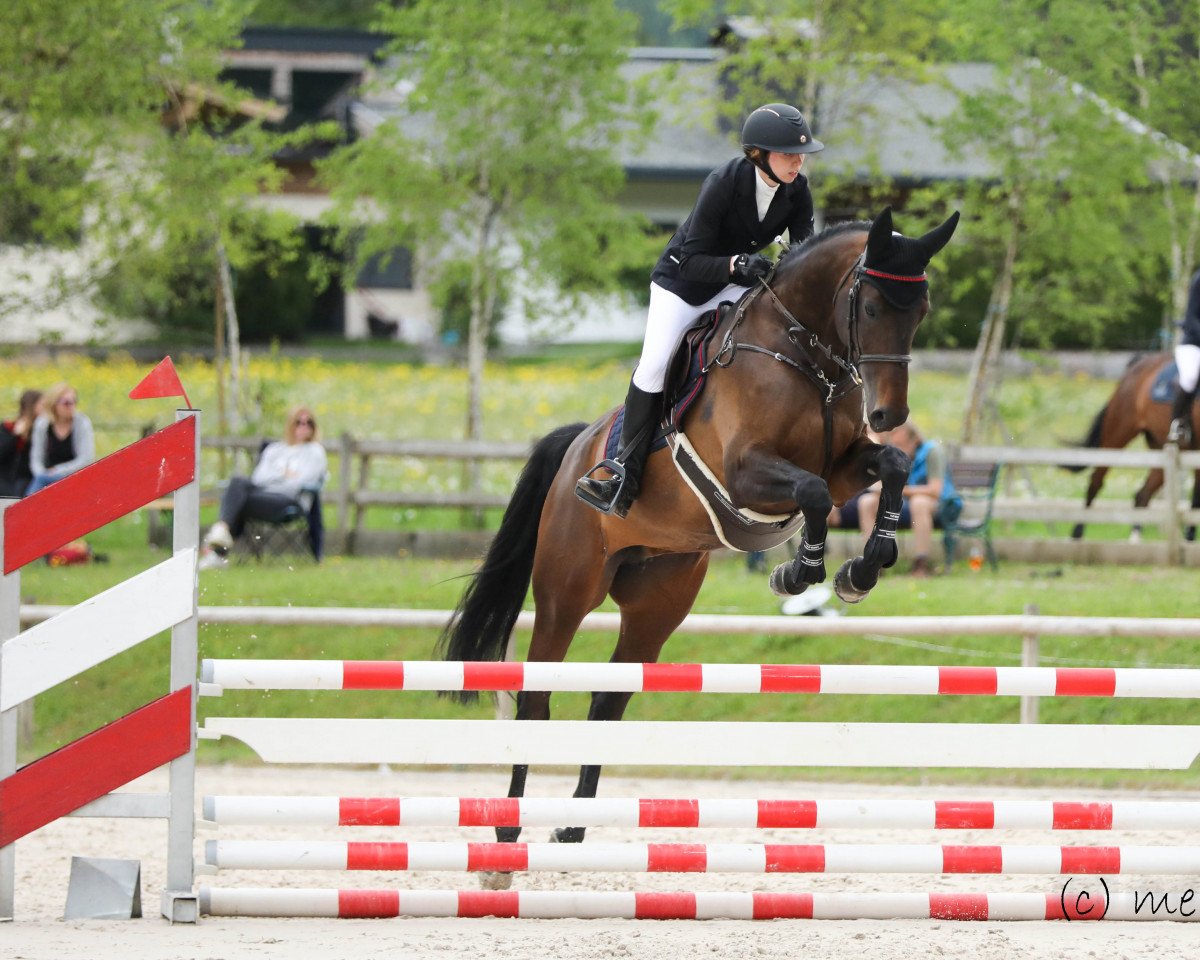 broodmare Hb Calanda (Oldenburg show jumper, 2015, from Crunch 3)