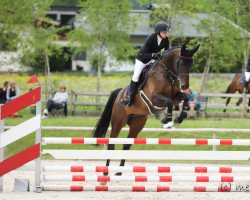 broodmare Hb Calanda (Oldenburg show jumper, 2015, from Crunch 3)
