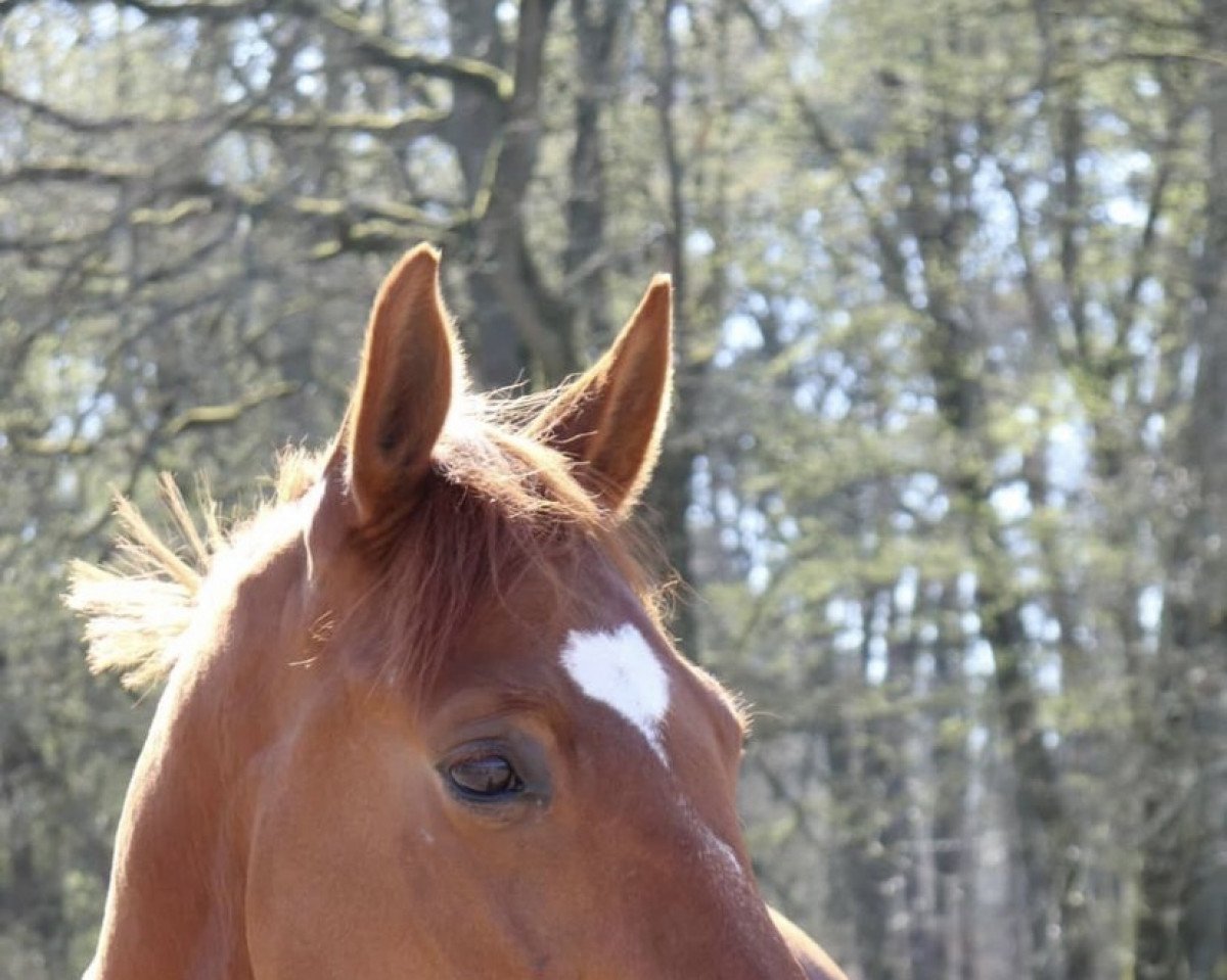 Pferd Gatsby 177 (Hannoveraner, 2014, von Galant de Semilly 2)