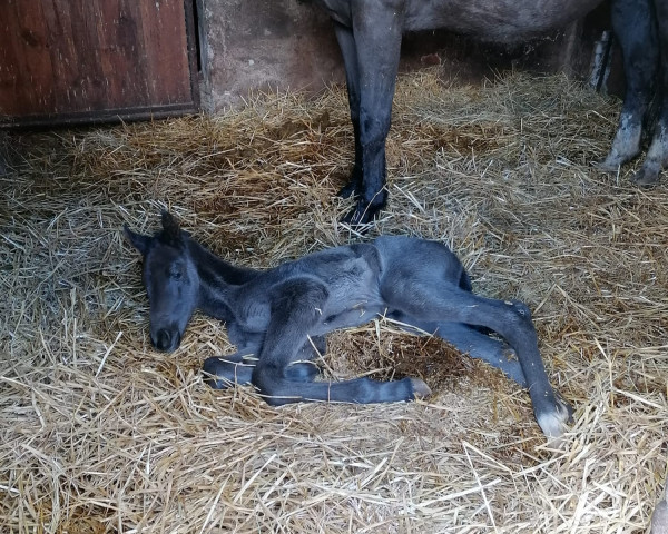 horse Adele de Rouet (Westphalian, 2023, from Adenauer)