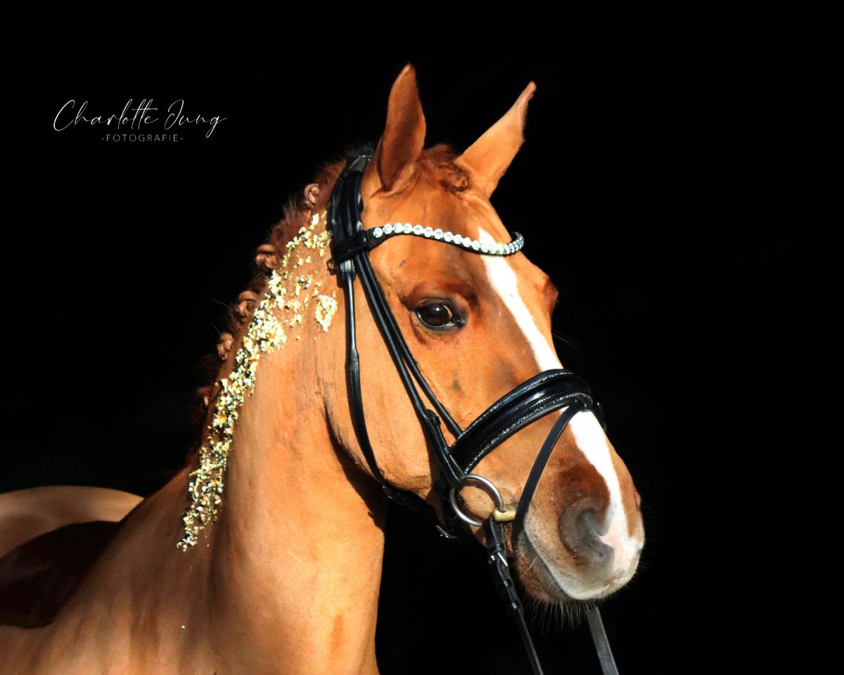 Dressurpferd Bubba 3 (Pony ohne Rassebezeichnung, 2013)