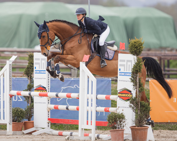 jumper Bernd 21 (Westphalian, 2017, from Balou du Rouet)