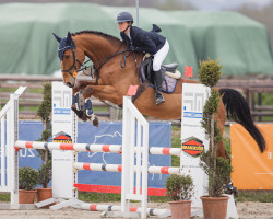 jumper Bernd 21 (Westphalian, 2017, from Balou du Rouet)