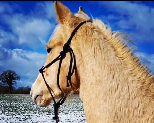 horse Cast Away (German Riding Pony, 2021, from Steendieks Chilli Willi)