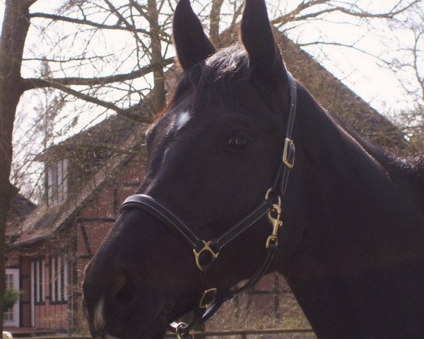Zuchtstute Carla 178 (Hannoveraner, 2009, von Clinton I)