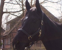 broodmare Carla 178 (Hanoverian, 2009, from Clinton I)