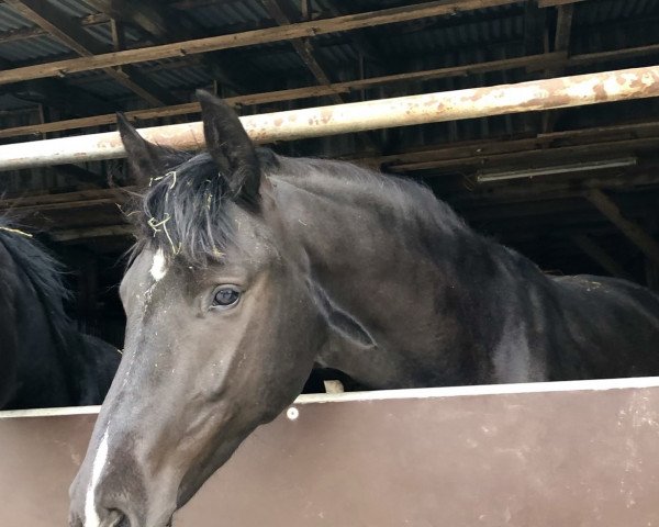 dressage horse Einfach Emba (Hanoverian, 2019, from Escamillo)