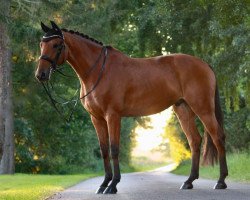 jumper Chiron H (German Sport Horse, 2012, from Cortoni)