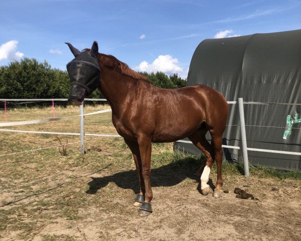 Fattrice Queeny (Cavallo Sportivo Tedesco, 2009, di Quaterback)