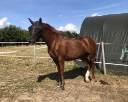 broodmare Queeny (German Sport Horse, 2009, from Quaterback)